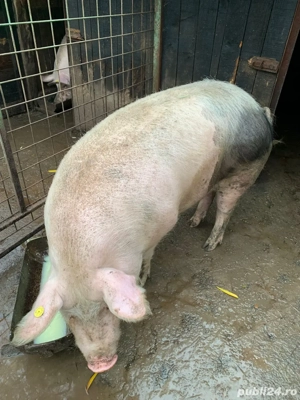 Porc de vânzare - imagine 2