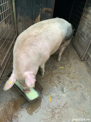 Porc de vânzare - imagine 3