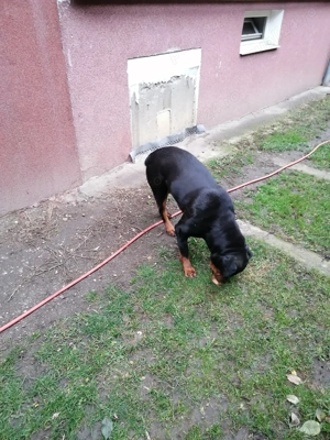 Vând cățelușe rottwailer femela vârstă 3 ani  - imagine 2