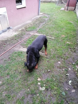 Vând cățelușe rottwailer femela vârstă 3 ani  - imagine 3