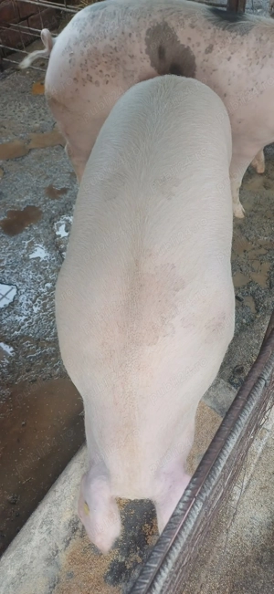 Vând porci  greutate de 180-200kg - imagine 3