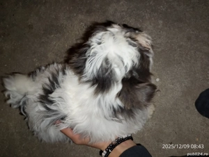 bichon catelusa - imagine 2