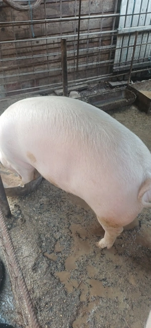 Vând porci  greutate de 180-200kg - imagine 2