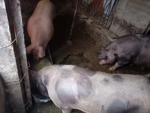 Porci crescuți cu zer și tărâță vând carcasă sau in viu 