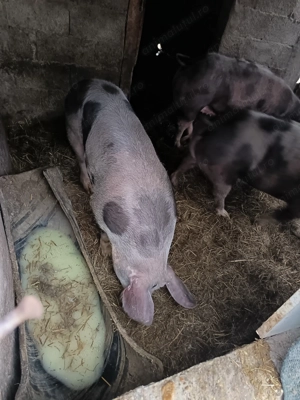 Porci crescuți cu zer și tărâță vând carcasă sau in viu  - imagine 5