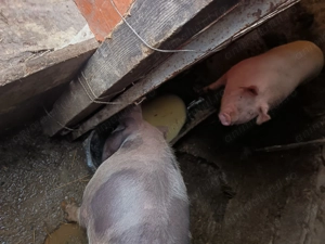 Porci crescuți cu zer și tărâță vând carcasă sau in viu  - imagine 3