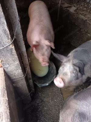 Porci crescuți cu zer și tărâță vând carcasă sau in viu  - imagine 2