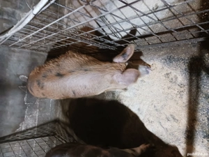 disponibili  - imagine 4