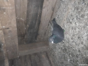 Porumbei voiajori - imagine 5