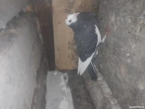 Porumbei voiajori - imagine 4