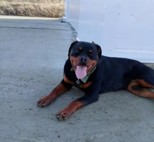 De vânzare Rotwiller femela!