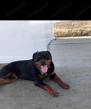 De vânzare Rotwiller femela! - imagine 2