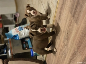 American bully pocket  Micro !!!  - imagine 4