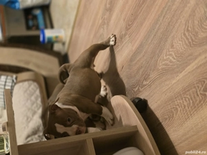 American bully pocket  Micro !!!  - imagine 5