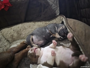 American bully pocket  Micro !!!  - imagine 2