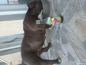 American bully pocket  Micro !!!  - imagine 3