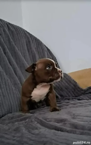 American bully pocket  Micro !!! 