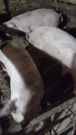 Porci de vânzare 
