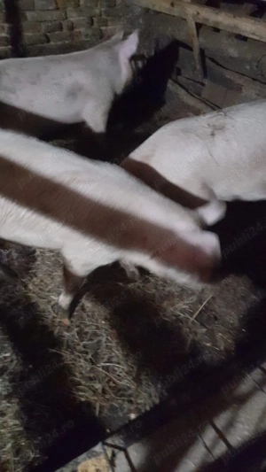 Porci de vânzare  - imagine 2