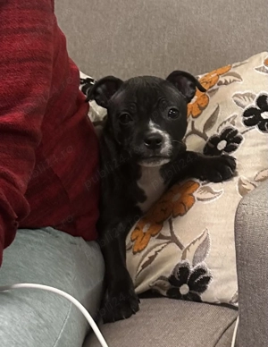 Staffordshire Bull Terrier femelă  - imagine 2