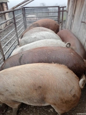 Vând porci  - imagine 2