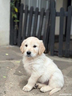 Căței golden retriever - imagine 2