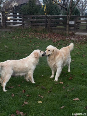 Căței golden retriever - imagine 4