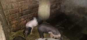 Purcei bazna de vânzare în Gorj