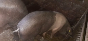 Purcei bazna de vânzare în Gorj - imagine 3