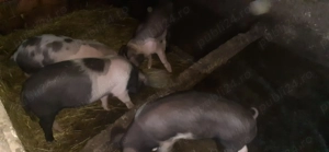 Purcei bazna de vânzare în Gorj - imagine 2