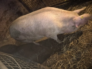 De vânzare porc pt.sacrificat crescut bio aproximativ 240kg. Inf.tel. . Cămărașu, Cluj - imagine 5