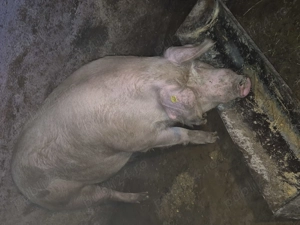 De vânzare porc pt.sacrificat crescut bio aproximativ 240kg. Inf.tel. . Cămărașu, Cluj - imagine 2