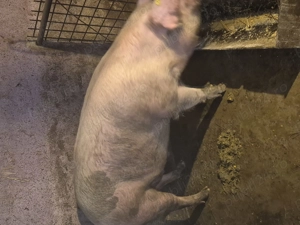 De vânzare porc pt.sacrificat crescut bio aproximativ 240kg. Inf.tel. . Cămărașu, Cluj - imagine 3