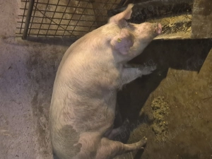 De vânzare porc pt.sacrificat crescut bio aproximativ 240kg. Inf.tel. . Cămărașu, Cluj - imagine 4