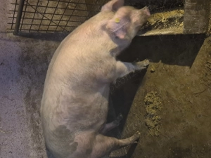 Vand porc pt.sacrificat