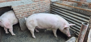 Vand porc marele alb