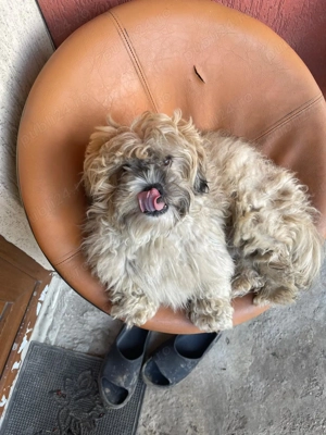 Vand Bichon Havanez - imagine 5