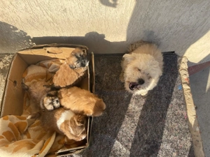 Vand Bichon Havanez - imagine 3