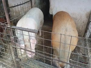 Porci de vanzare - 350 KG