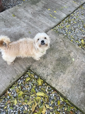 Vand Bichon Havanez - imagine 4