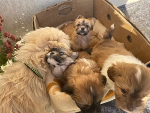 Vand Bichon Havanez - imagine 2