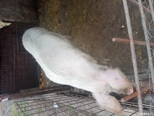 De vânzare 11 lei kg 