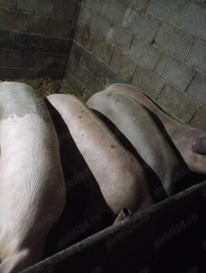 Porci de vanzare - imagine 2