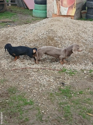 Teckel isabel isi cauta partenera - imagine 4