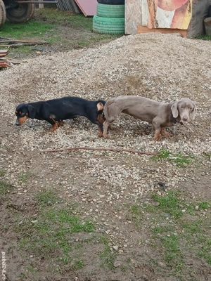 Teckel isabel isi cauta partenera - imagine 3