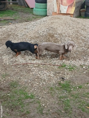 Teckel isabel isi cauta partenera