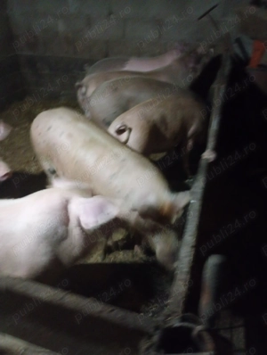 Porci de vanzare - imagine 4