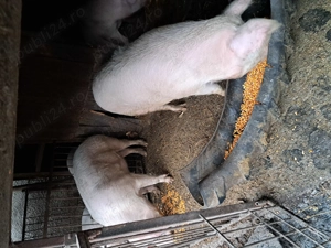 Porci de vanzare  - imagine 4