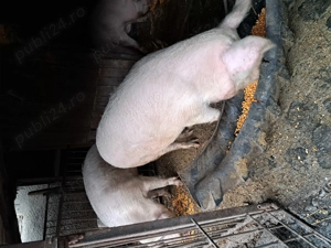 Porci de vanzare  - imagine 5