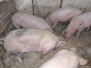 porci de vânzare 